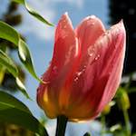 image: Image from the photoset &lsquo;escher blummen (lxxxiii)&rsquo;.