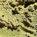 Image: Third image from the photoset 'veianen (v)'.