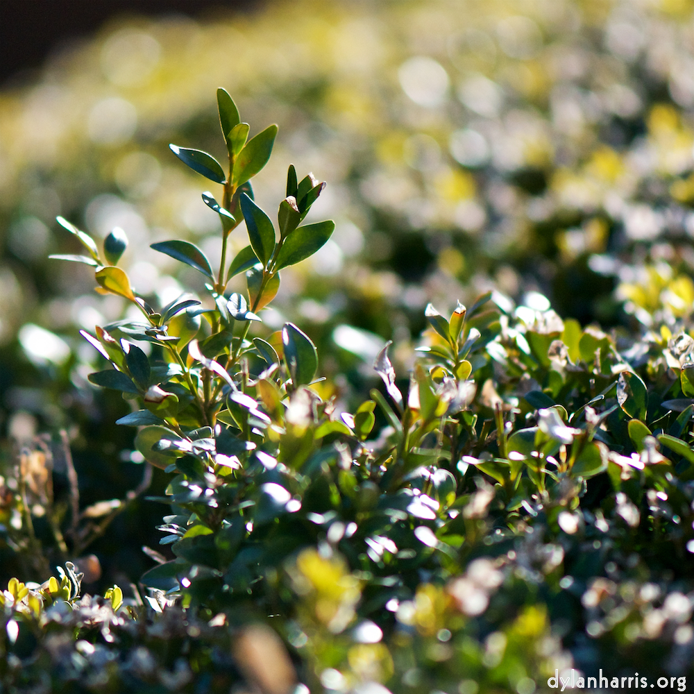 image: Image 'place&nbsp;de&nbsp;la&nbsp;r&eacute;sistance 2', at Place de la R&eacute;sistance, head and torso of a doe.