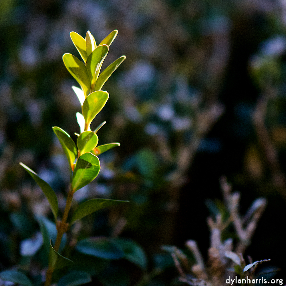 image: Image 'place&nbsp;de&nbsp;la&nbsp;r&eacute;sistance 4', at Place de la R&eacute;sistance, a doe realises I&rsquo;ve no treats.