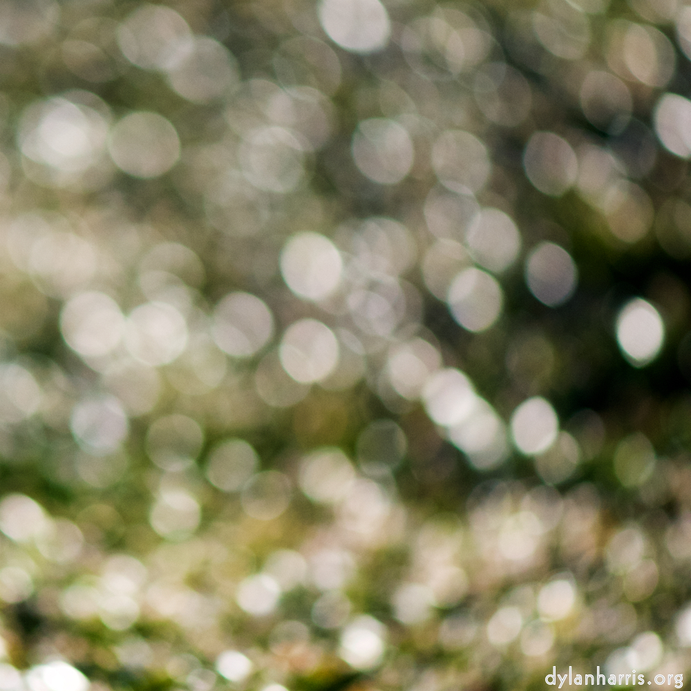 image: Image 'place&nbsp;de&nbsp;la&nbsp;r&eacute;sistance 5', of daffodils.