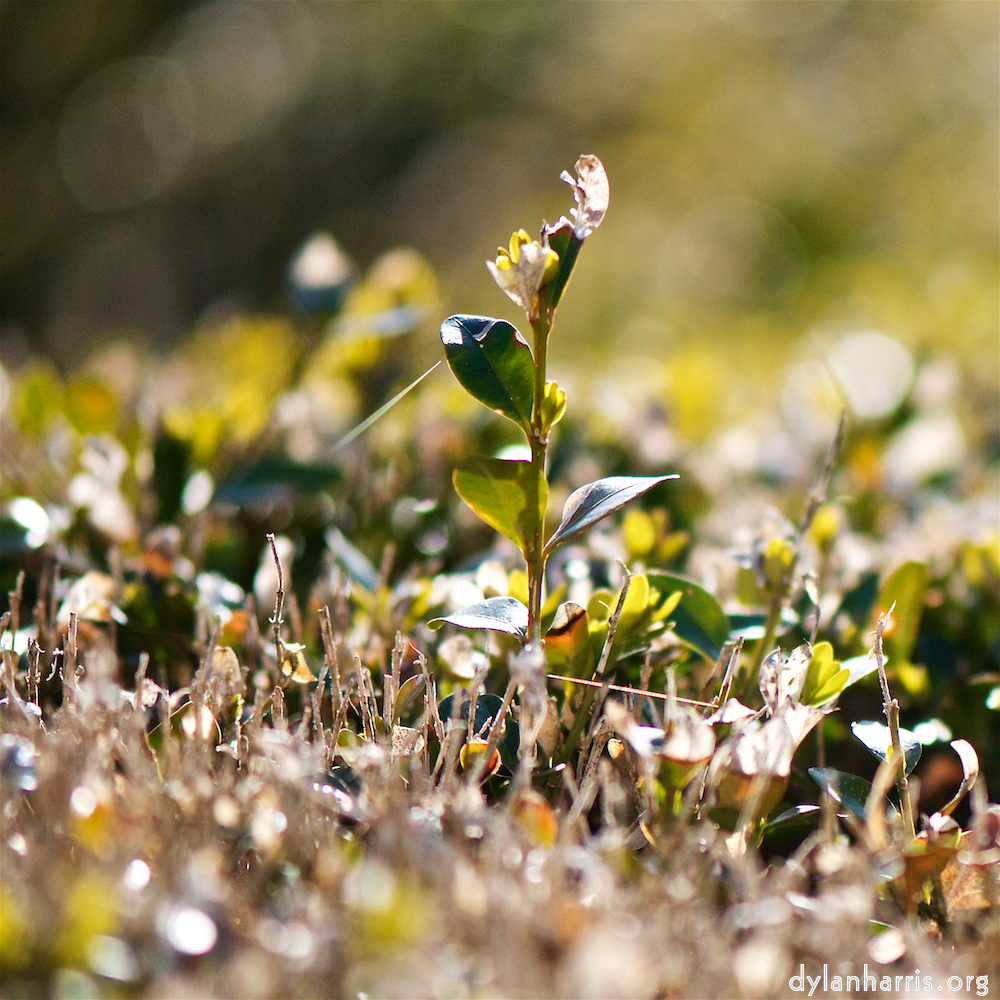 image: Image 'place&nbsp;de&nbsp;la&nbsp;r&eacute;sistance 7', at Place de la R&eacute;sistance, the snout of a highland bull.