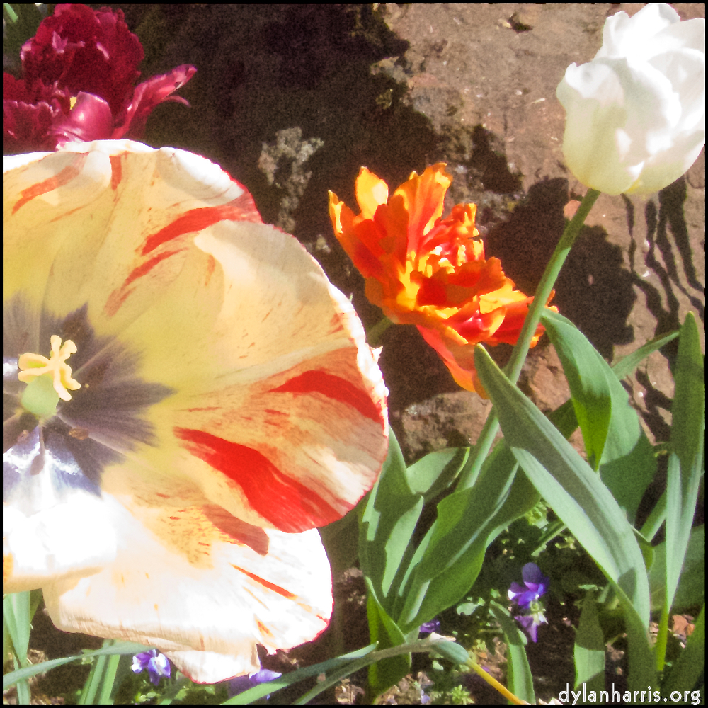 Image 'flower (x) 3'.