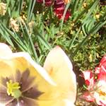 Second image from the photoset 'flower (x)'.