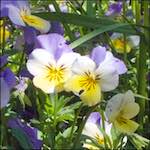 Fourth image from the photoset 'flower (x)'.