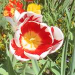 Sixth image from the photoset 'flower (x)'.