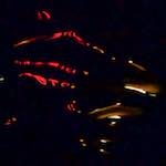 Fourth image from the photoset 'amsterdam (xxv)'.