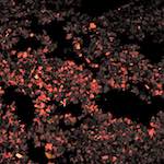 Second image from the photoset 'nuit (ii)'.