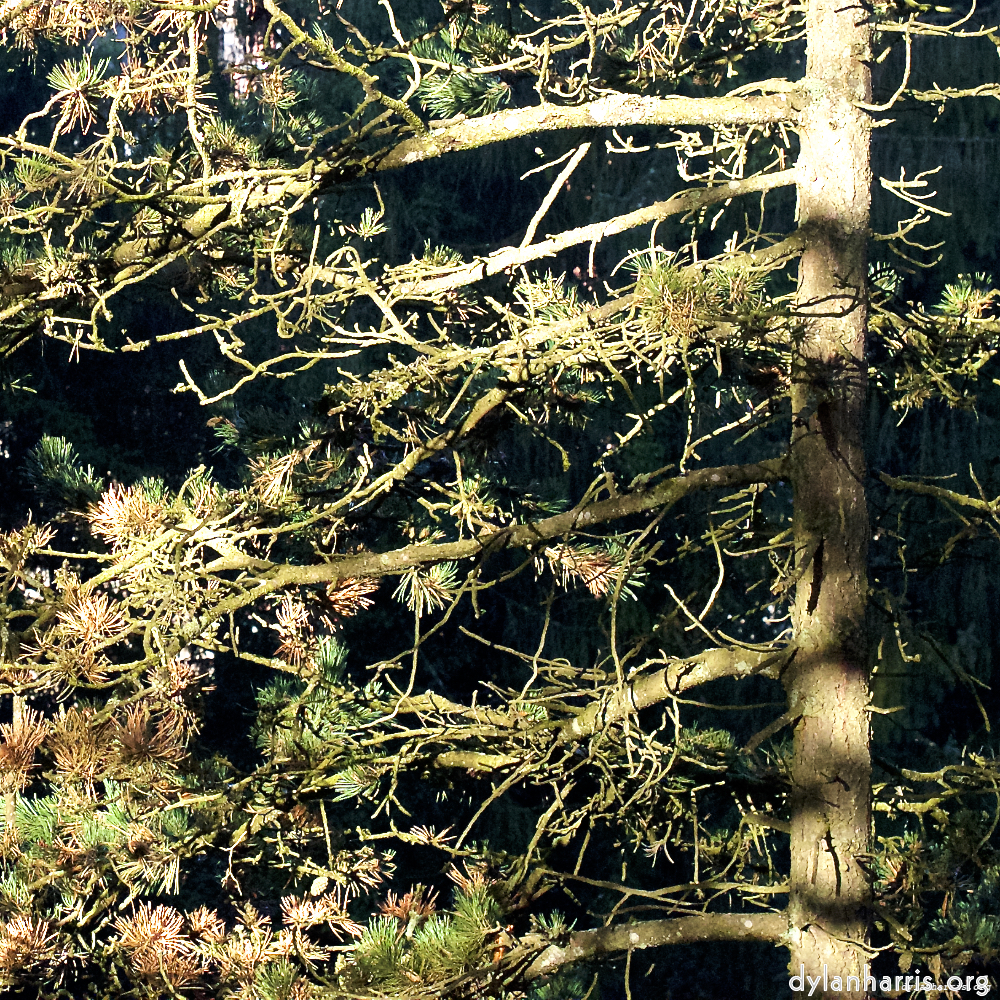 Image 'esch&ndash;sur&ndash;alzette (v) 1', at Escher D&eacute;ierepark, of a male goat with a near&ndash;circular horn.