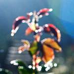 Second image of Escher D&eacute;ierepark, from the photoset 'esch&ndash;sur&ndash;alzette (v)'.