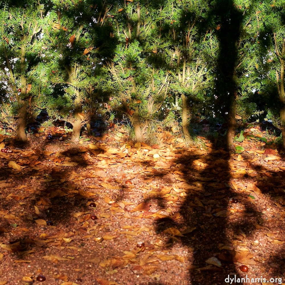 Image 'autumn (iv) 1'.