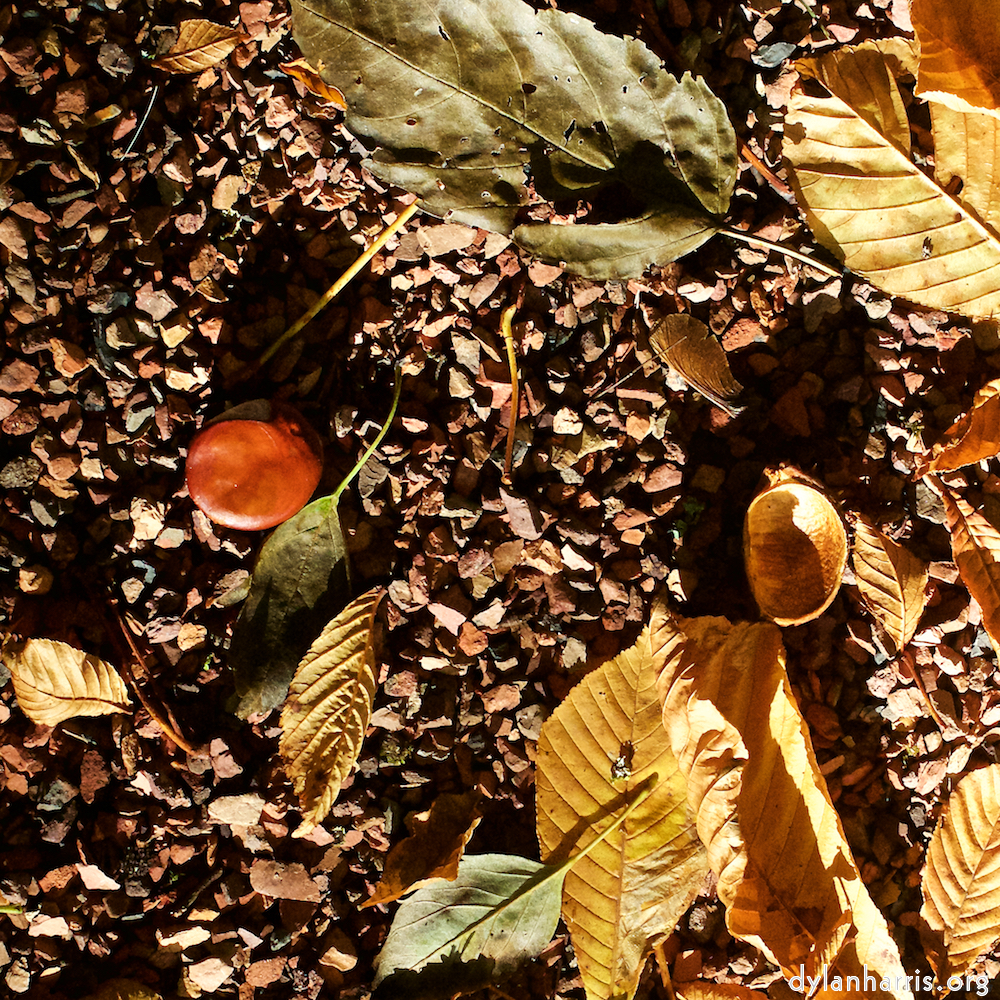 Image 'autumn (iv) 4'.