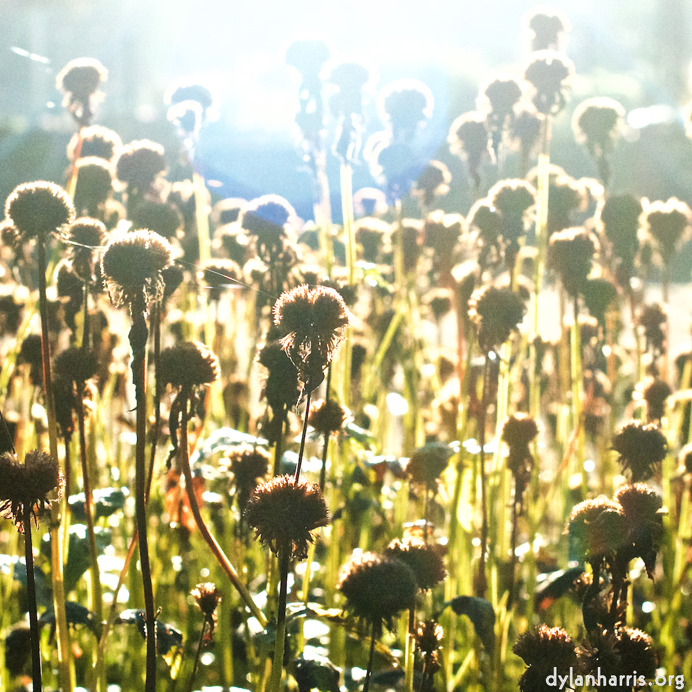 Image 'autumn (iv) 6'.