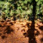 First image from the photoset 'autumn (iv)'.