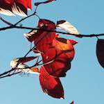 Second image from the photoset 'autumn (iv)'.