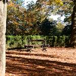 Third image from the photoset 'autumn (iv)'.