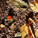 Fourth image from the photoset 'autumn (iv)'.