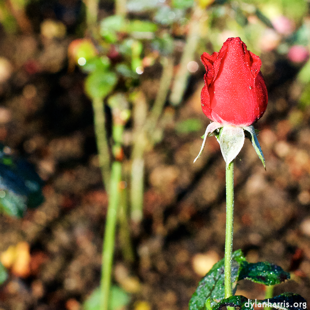 Image: Image 'escher blummen (xxxi) 2'.