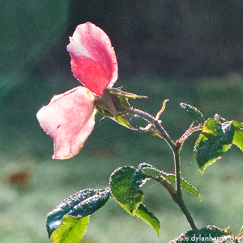 Image 'flower (xxxi) 4'.