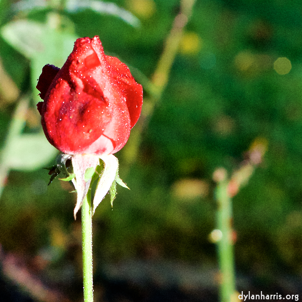 Image 'flower (xxxi) 6'.