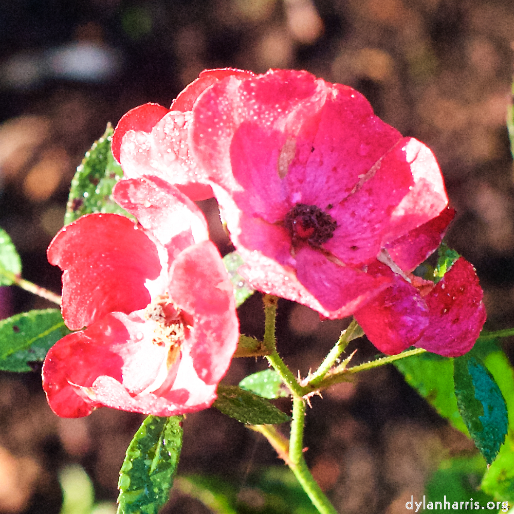 Image 'flower (xxxi) 7'.