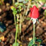 Second image from the photoset 'flower (xxxi)'.