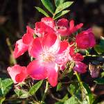 Third image from the photoset 'flower (xxxi)'.