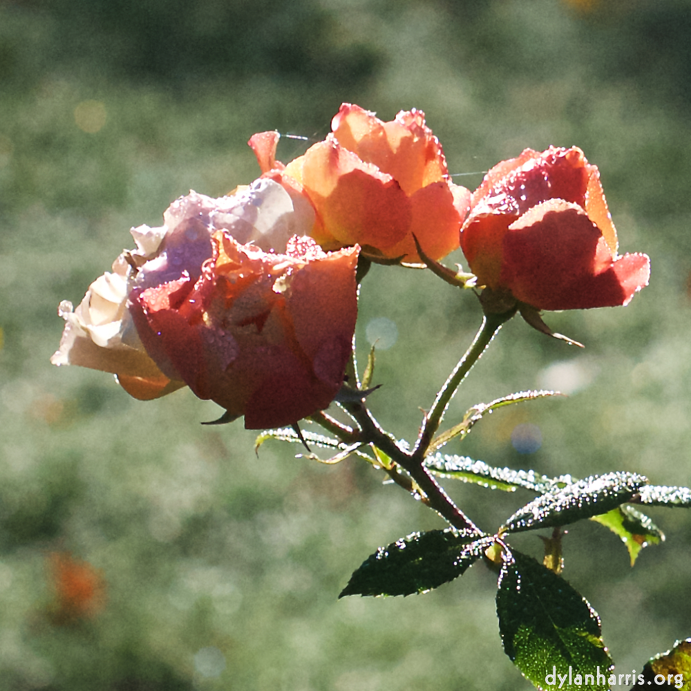 Image 'flower (xxxii) 1'.