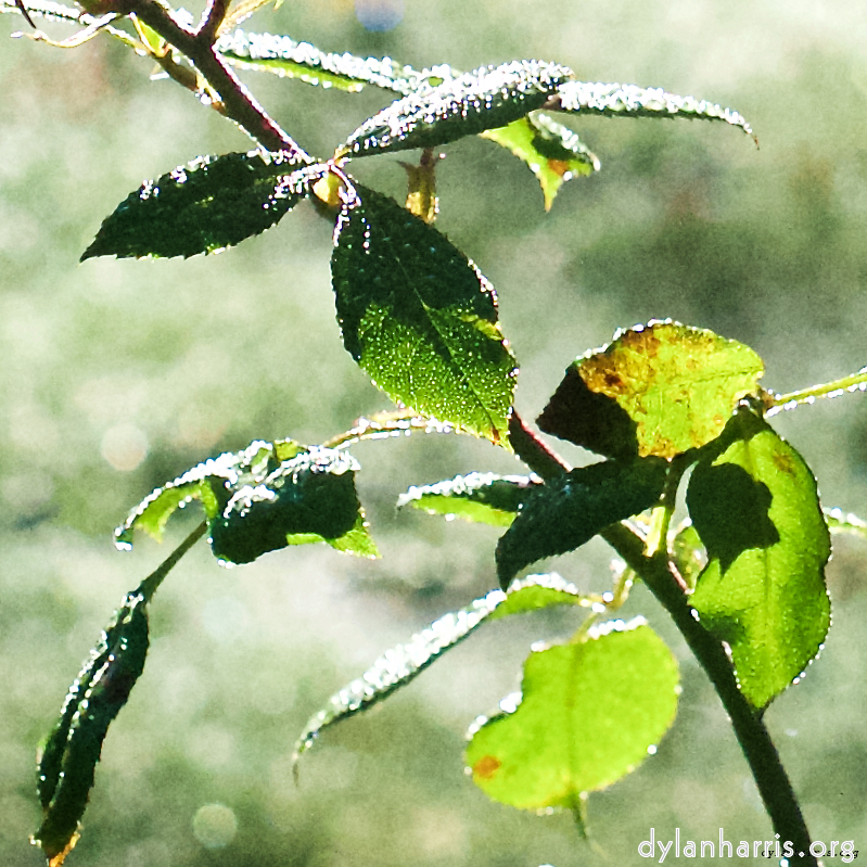 Image 'flower (xxxii) 2'.