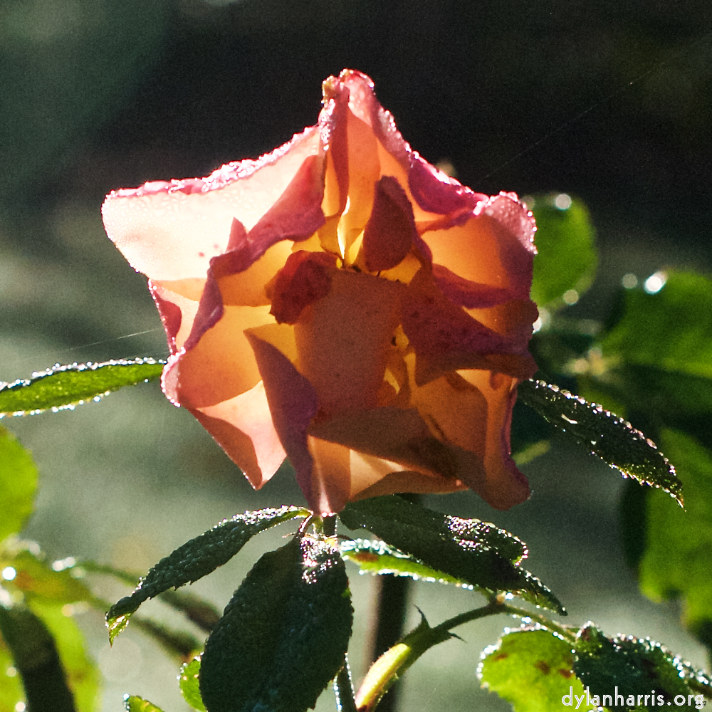 Image 'flower (xxxii) 3'.