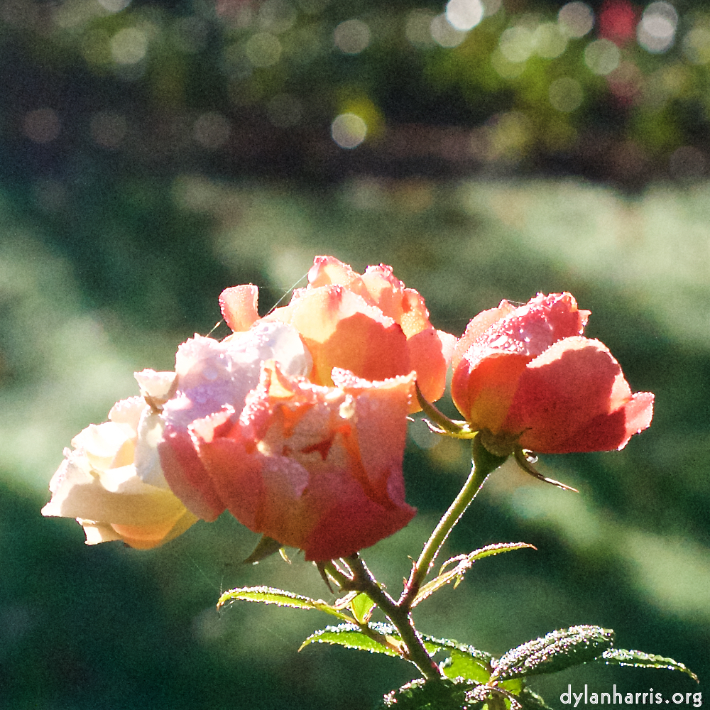 Image 'flower (xxxii) 5'.