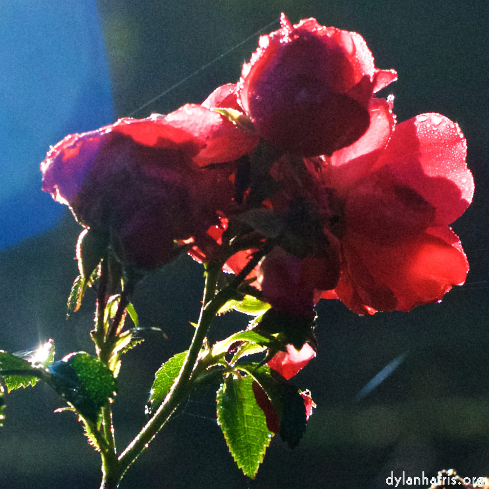 Image: Image 'escher blummen (xxxii) 6'.