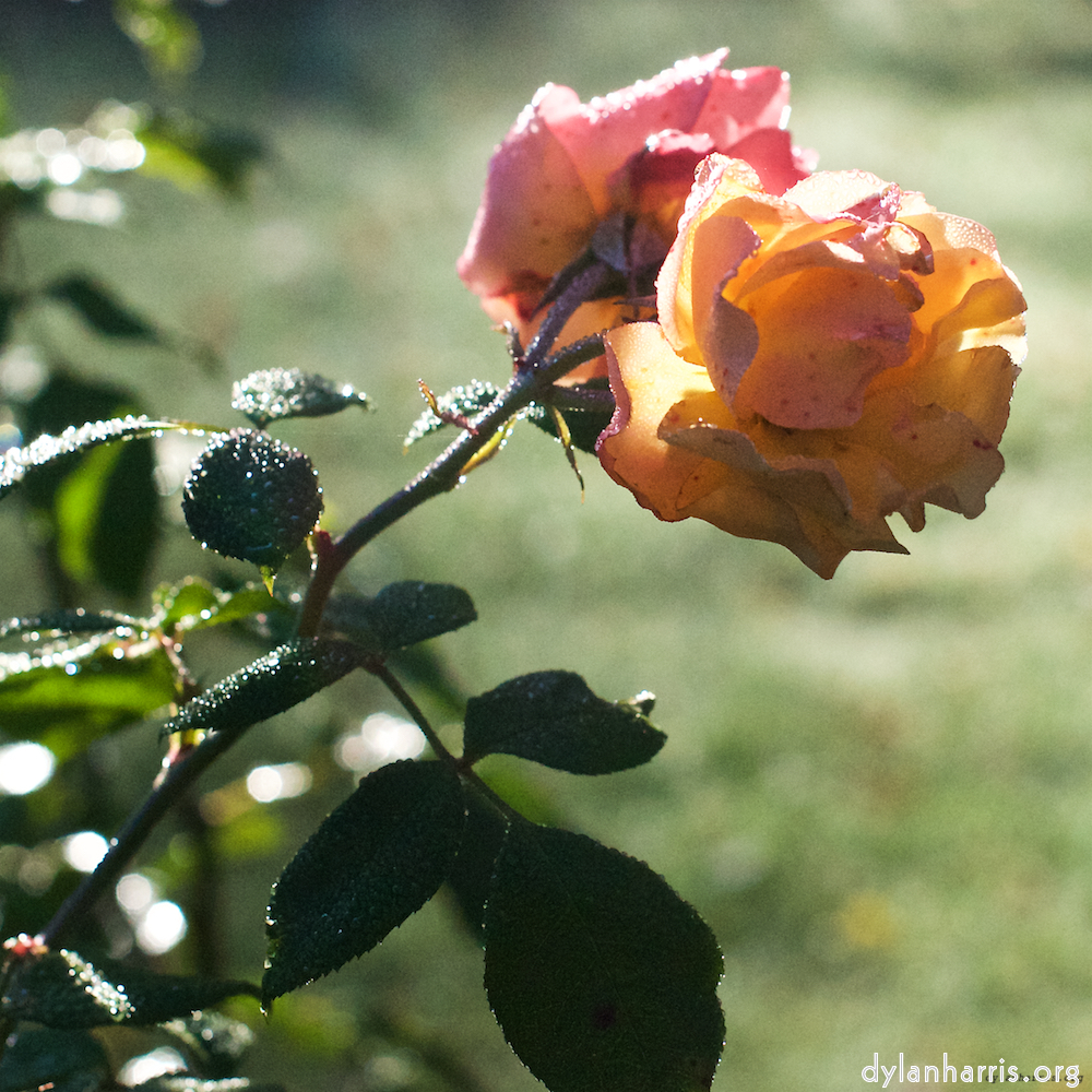 Image: Image 'escher blummen (xxxii) 7'.