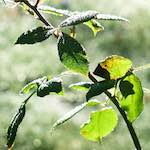 Second image from the photoset 'flower (xxxii)'.