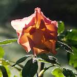 Third image from the photoset 'flower (xxxii)'.