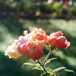 Fifth image from the photoset 'flower (xxxii)'.