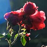 Sixth image from the photoset 'flower (xxxii)'.