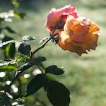 Seventh image from the photoset 'flower (xxxii)'.