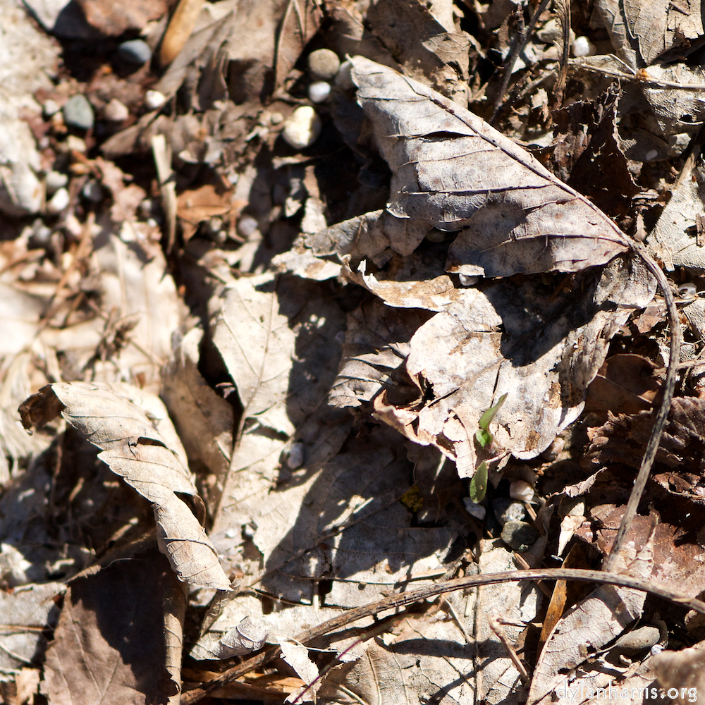 image: Image 'esch&ndash;sur&ndash;alzette (xxii) 5', of daffodils.