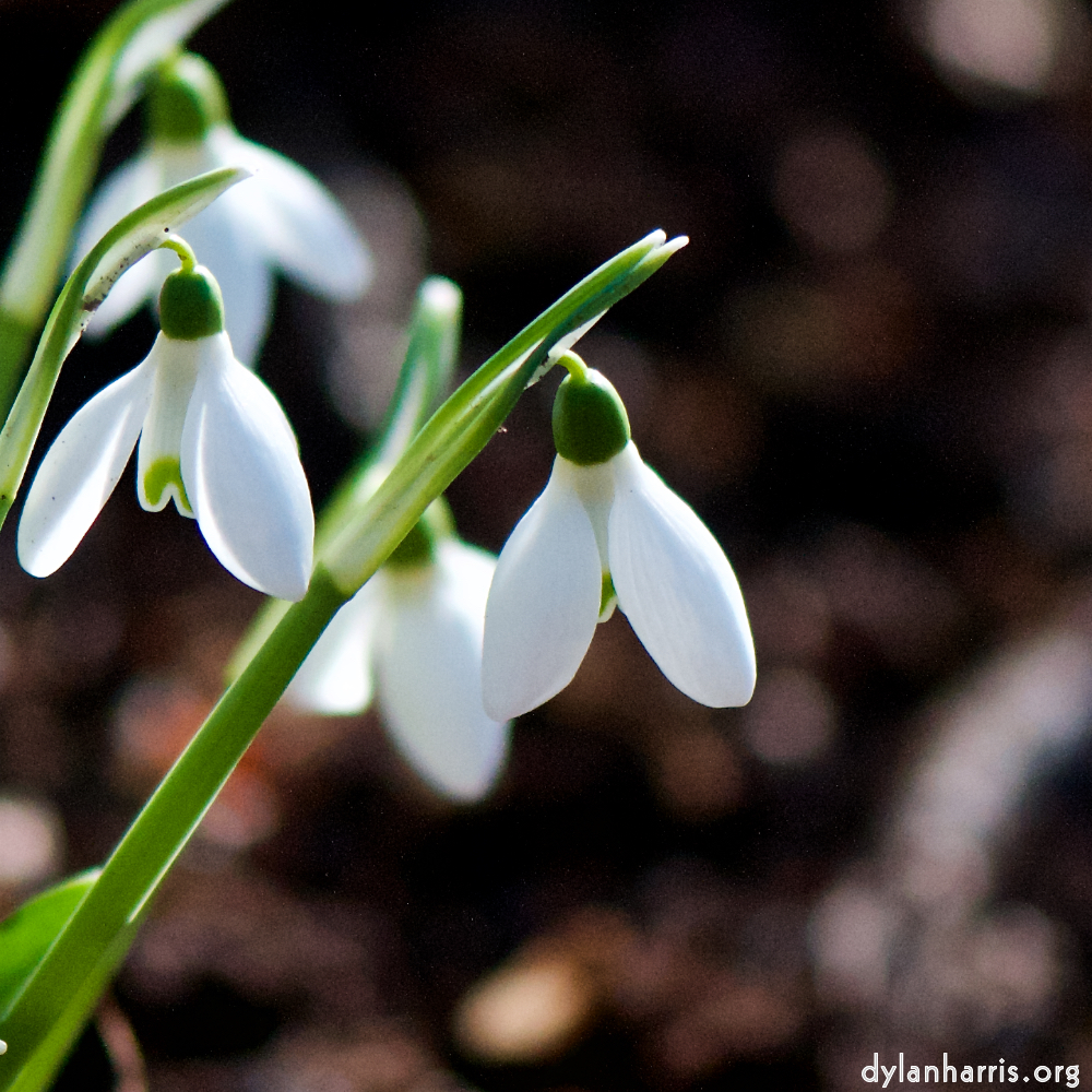 image: Image 'esch&ndash;sur&ndash;alzette (xxii) 7', at Place de la R&eacute;sistance, the snout of a highland bull.