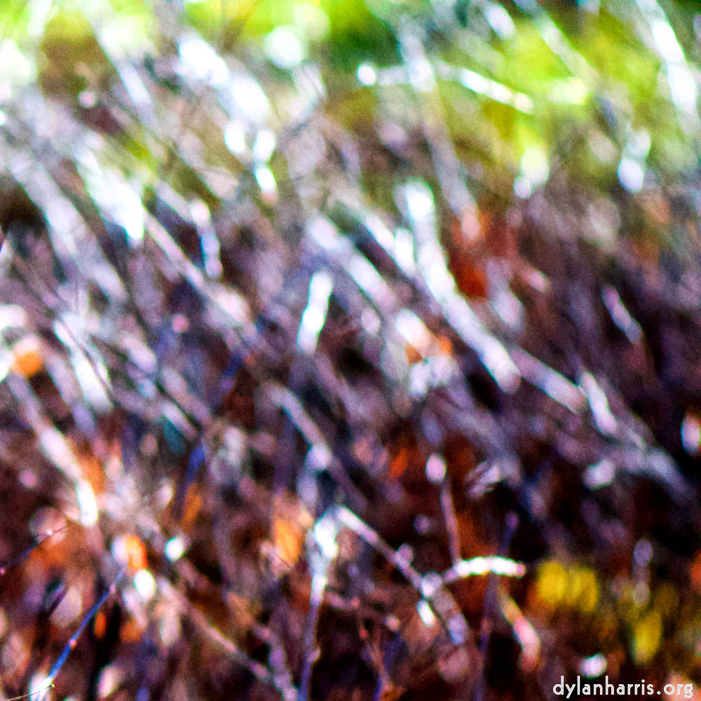 image: Image 'esch&ndash;sur&ndash;alzette (xxii) 9', at Place de la R&eacute;sistance, a does comes to see if I&rsquo;ve a treat, while behind her others are fed. This is one of the series composed to hint there&rsquo;s more to a photo than what&rsquo;s seen.