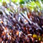 image: From the photoset 'esch&ndash;sur&ndash;alzette (xxii)'.