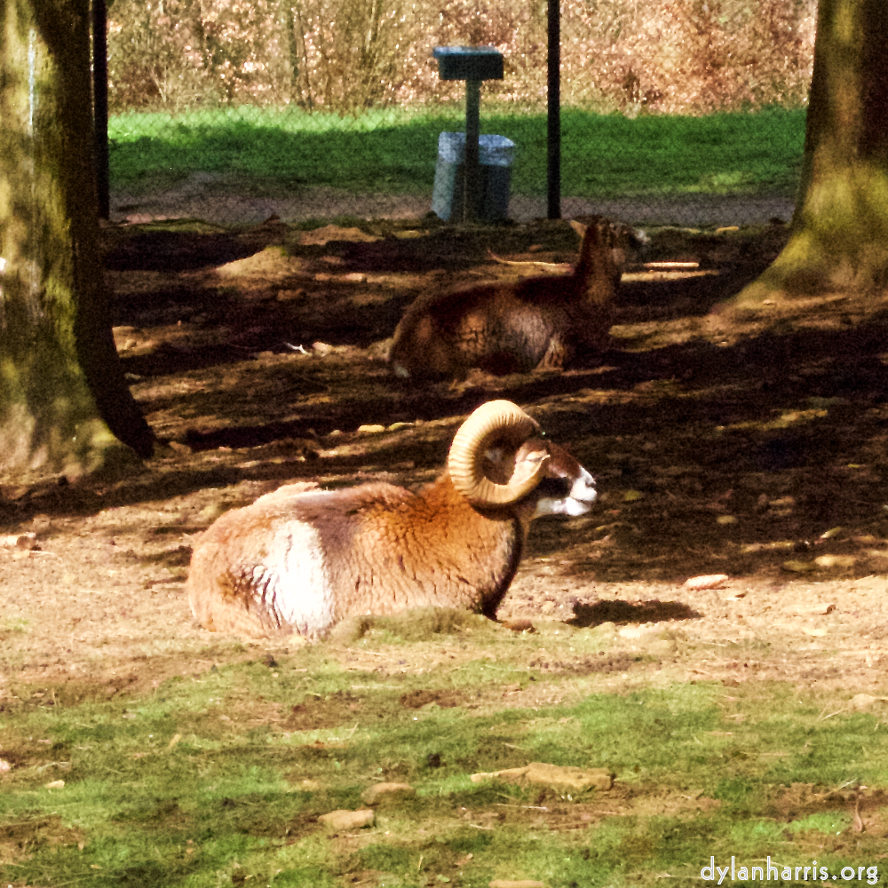 Image 'esch&ndash;sur&ndash;alzette (ii) 1', at Escher D&eacute;ierepark, of a male goat with a near&ndash;circular horn.