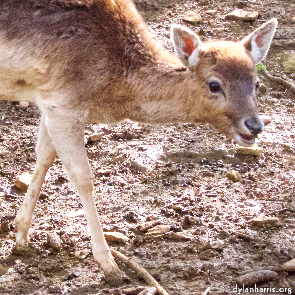 Image: Image 'esch&ndash;sur&ndash;alzette (ii) 2', at Escher D&eacute;ierepark, head and torso of a doe.