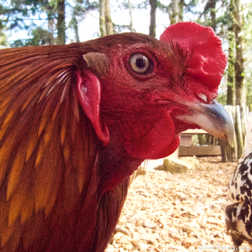 Image 'esch&ndash;sur&ndash;alzette (ii) 3', at Escher D&eacute;ierepark, the head and crest of a chicken.