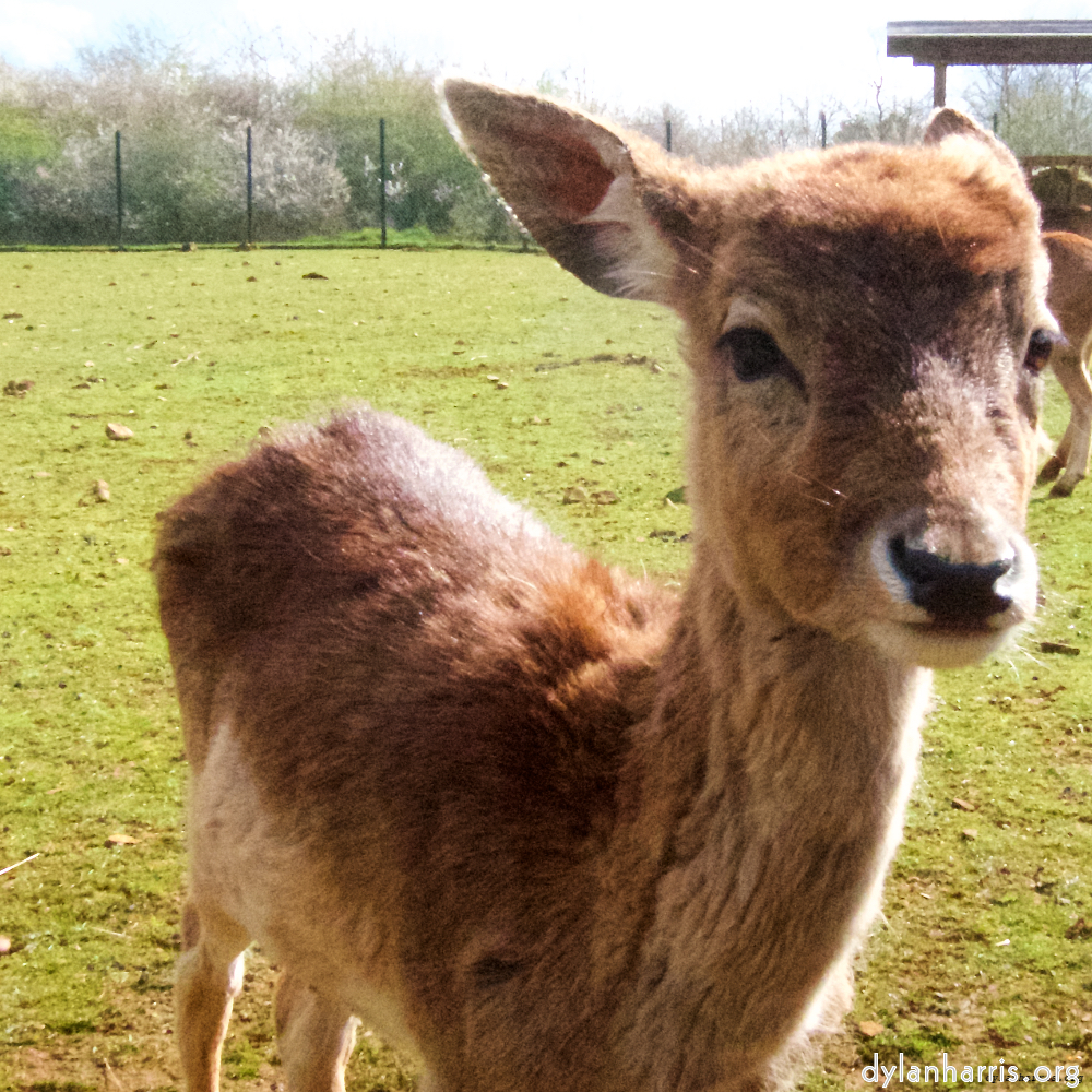 Image 'esch&ndash;sur&ndash;alzette (ii) 4', at Escher D&eacute;ierepark, a doe realises I&rsquo;ve no treats.
