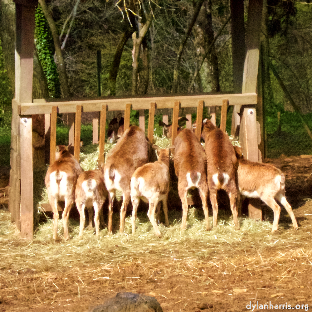 Image 'esch&ndash;sur&ndash;alzette (ii) 6', at Escher D&eacute;ierepark, of deer feeding.