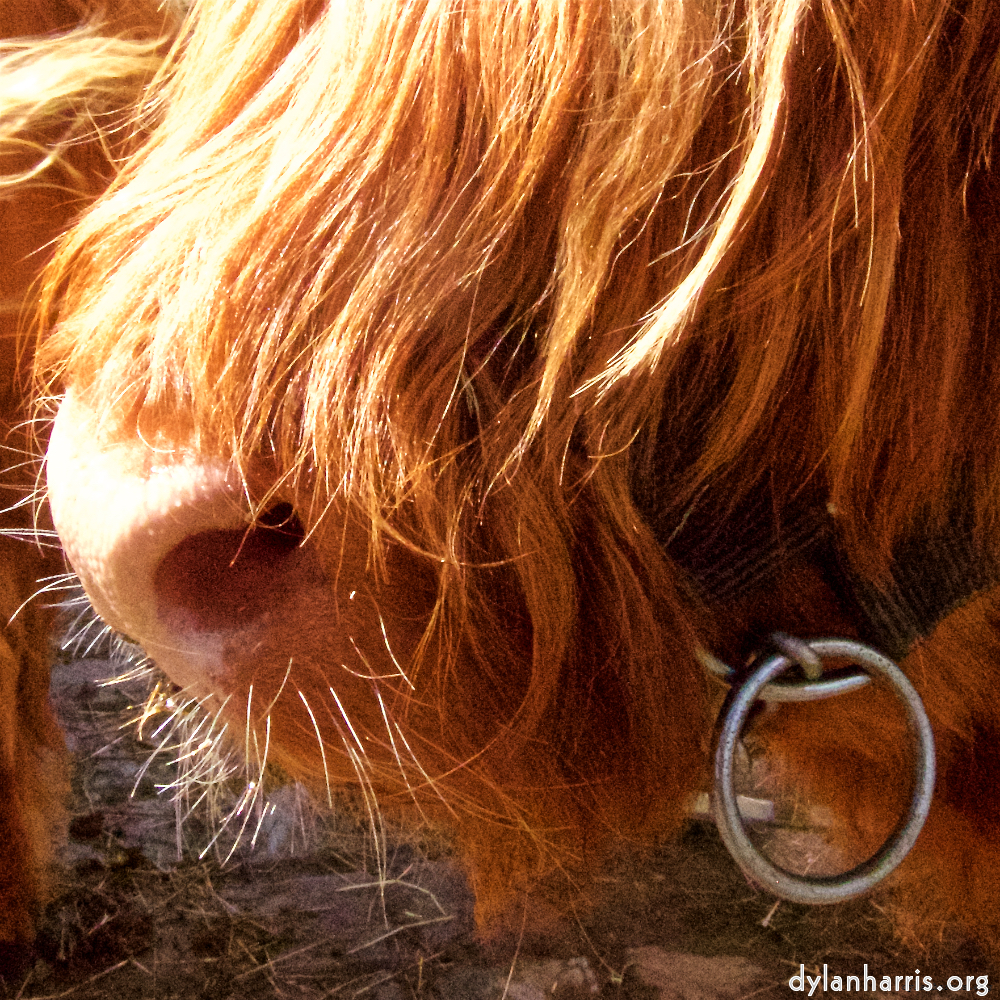 Image 'esch&ndash;sur&ndash;alzette (ii) 7', at Escher D&eacute;ierepark, the snout of a highland bull.