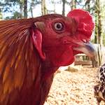 Third image of Escher D&eacute;ierepark, from the photoset 'esch&ndash;sur&ndash;alzette (ii)'.