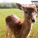 Fourth image of Escher D&eacute;ierepark, from the photoset 'esch&ndash;sur&ndash;alzette (ii)'.
